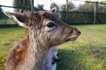 Cute deer peacefully lying down on grass field resting