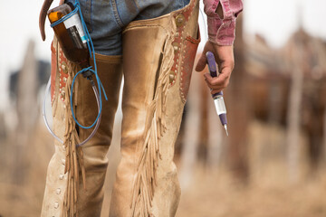 Close up of cowboy preparing to vaccinate calf on the beef cattle ranch - obrazy, fototapety, plakaty