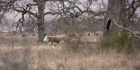 Beef cow with beautiful markings grazing on pasture land with her livestock herd amongst old oak...