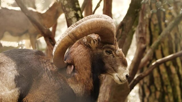 Wild Bighorn Sheep Ram Male, animal in untouched nature, mouflon in forest, wild sheep wildlife