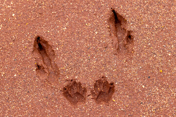 Kangaroo foot and paw prints in soft wet red soil