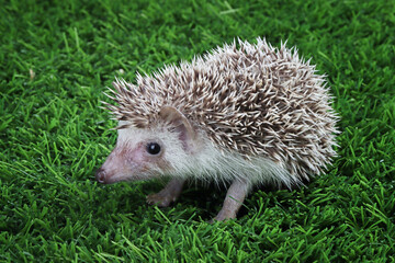 Cute baby hedgehog closeup on grass with black background, Baby hedgehog playing on grass, Baby hedgehog closeup 