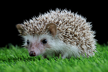 Cute baby hedgehog closeup on grass with black background, Baby hedgehog playing on grass, Baby...
