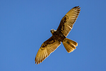 Australian Brown Falcon in flight