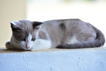 A cute cat resting on the wall.