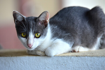 A cute cat resting on the wall.