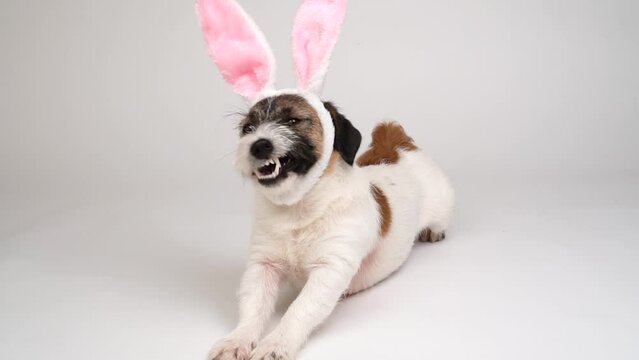 Jack Russell terrier dog in bunny ears stretches and yawns on a white background. Easter is a Traditional catholic holiday.
