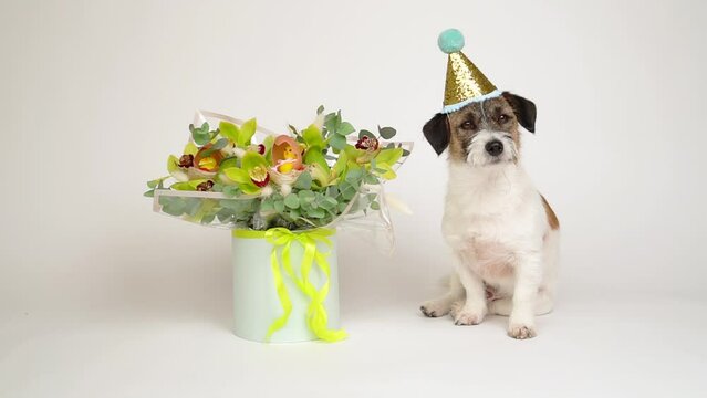 Charming dog in a carnival cap poses next to a stylish bouquet of flowers on a white background. Happy birthday concept.
