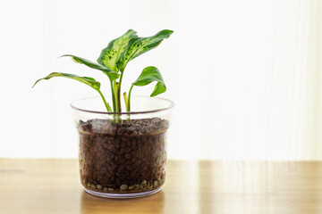 机の上の観葉植物（ディフェンパキア・ハイドロカルチャー）