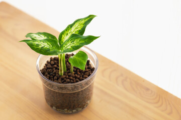 机の上の観葉植物（ディフェンパキア・ハイドロカルチャー）