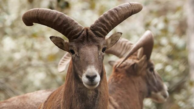 Wild Bighorn Sheep Ram Male, animal in untouched nature, mouflon in forest, wild sheep wildlife