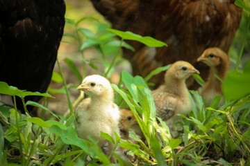 Portrait pictures of chickens and chicks.