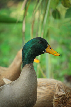 Portrait picture of Bangladeshi male duck