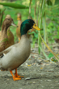 Portrait picture of Bangladeshi male duck