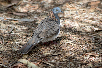 the bar shouldered dove is looking for food on the forest floor