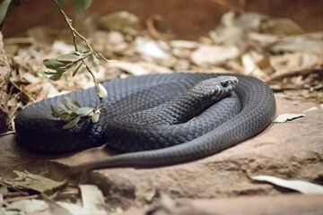 the black snake is coiled up