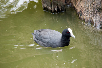 the Eurasian coot is swimming in the lake