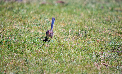 the female fairy wren is standing on lush grass