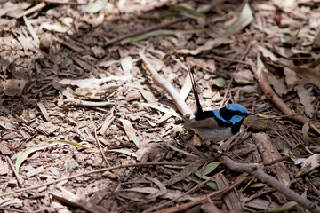 this is a side view of a male fairy wren