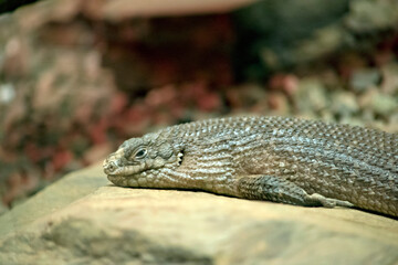 this is a close up of a gidgee skink on a rock