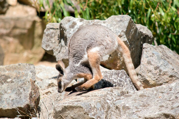 this is a side view of a joey  yellow footed rock wallaby