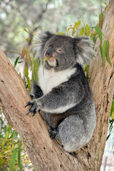the koala is a grey and white marsupial which lives in trees