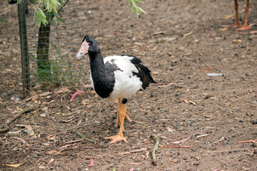 the magpie goose is walking looking for food