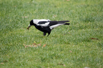 this is a side view of a magpie eating