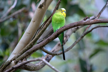 the parakeet is resting on a branch
