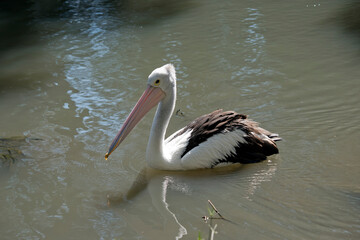 the pelican is a black and white sea bird. the pelican has a yellow eye and a pink bill