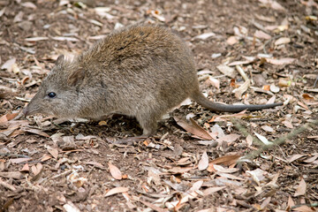 this is a side view of a long nosed  potoroo