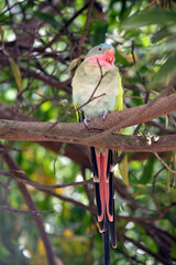 the princess parrot is perched high in a tree