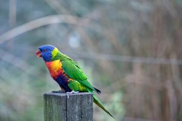 this is a side view of a rainbow lorikeet