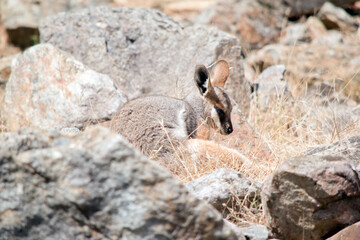 this is a joey rock wallaby