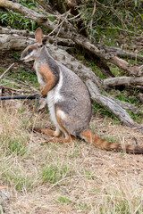 the yellow footed rock wallaby is grey, tan,and white