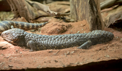 shingleback lizard, sloeepy lizard or bobtail lizard, is a short-tailed, slow-moving species of blue-tongued skink endemic to Australia.