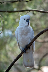 the sulphur crested cockatoo is perched in a tree