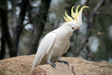 the sulphur crested cockatoo has a yellow crest