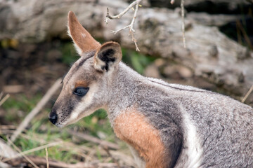 this is a close up of a yellow footed rock wallaby