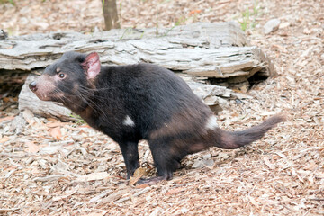 This is a side view of a Tasmanian Devil