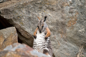 the joey yellow footed rock wallaby is clean himself