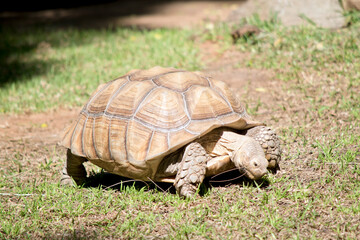 the tortoise is all brown to match his surroundings