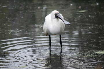 the royal spoonbill is a tall bird with a white body and black legs and bill in the shape of a spoon
