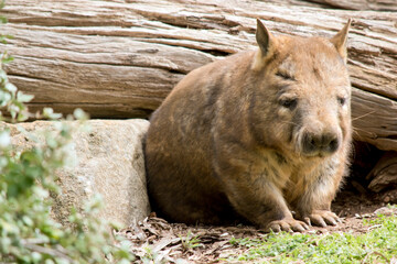 this is a Southern hairy nosed wombat
