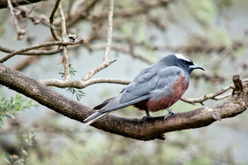 Fototapeta premium this is a side view of a white browed woodswallow