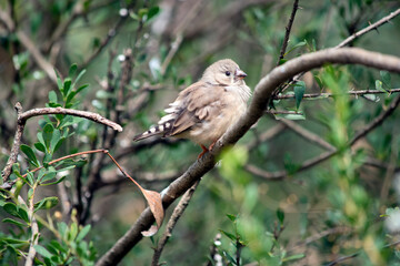 this is a young zebra finch sitting on a branch
