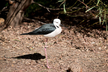 the black winged stilt is a black and white waterbitd