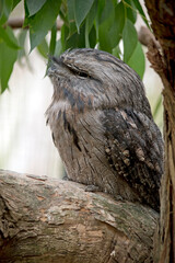 the tawny frogmouth blends in with the background