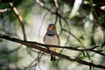 the male zebra finch has an orange cheek