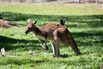 this is a side view of a western grey kangaroo